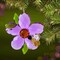 Crystal Expressions 3.0 Inch Daisy Flower With Friend Ornament Spring Tree Ornament , Summer Spring Suncatcher